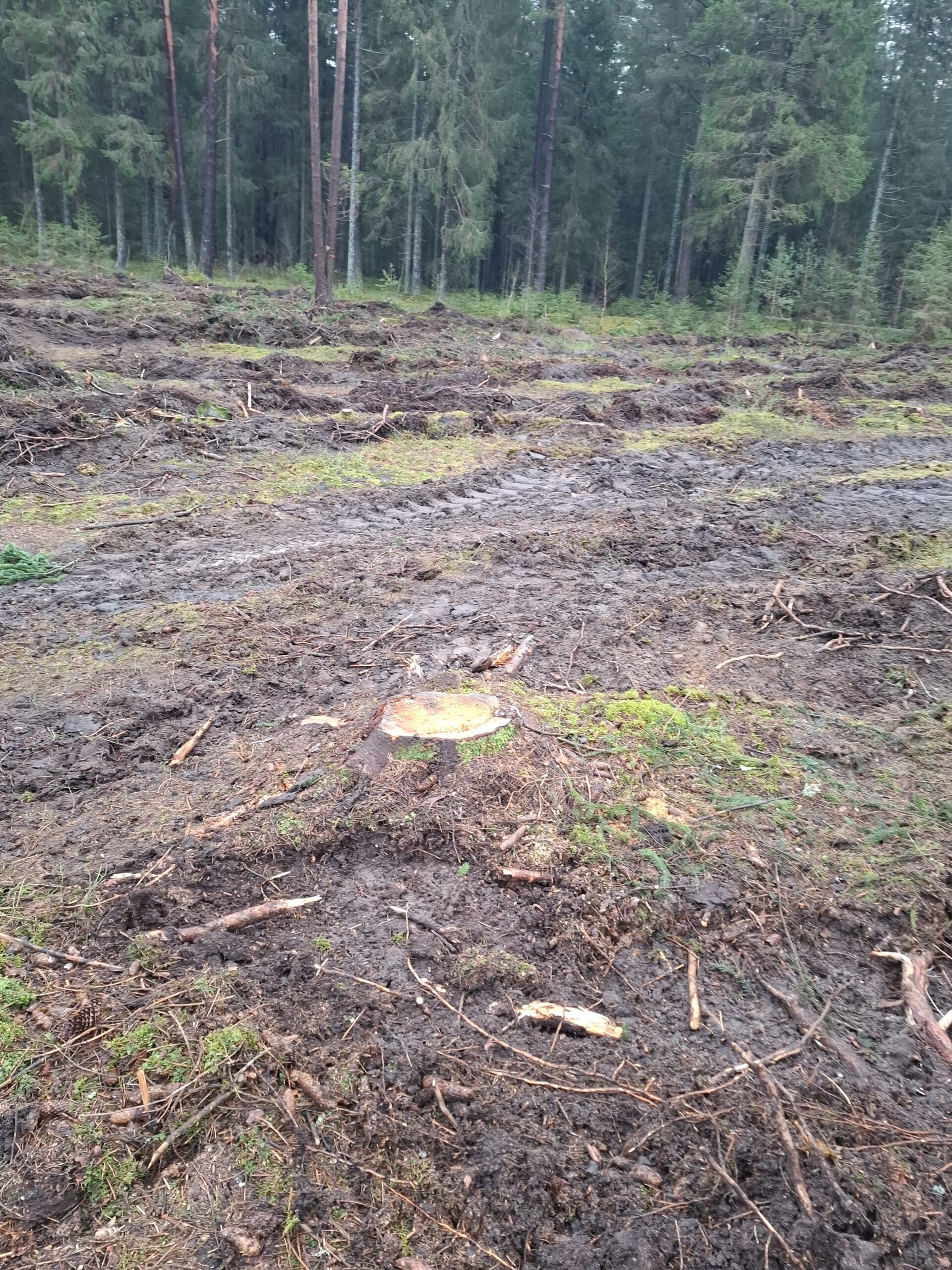 Pakartotinis tyrimas Telšių rajone: Nepriklausomų stebėtojų ataskaita