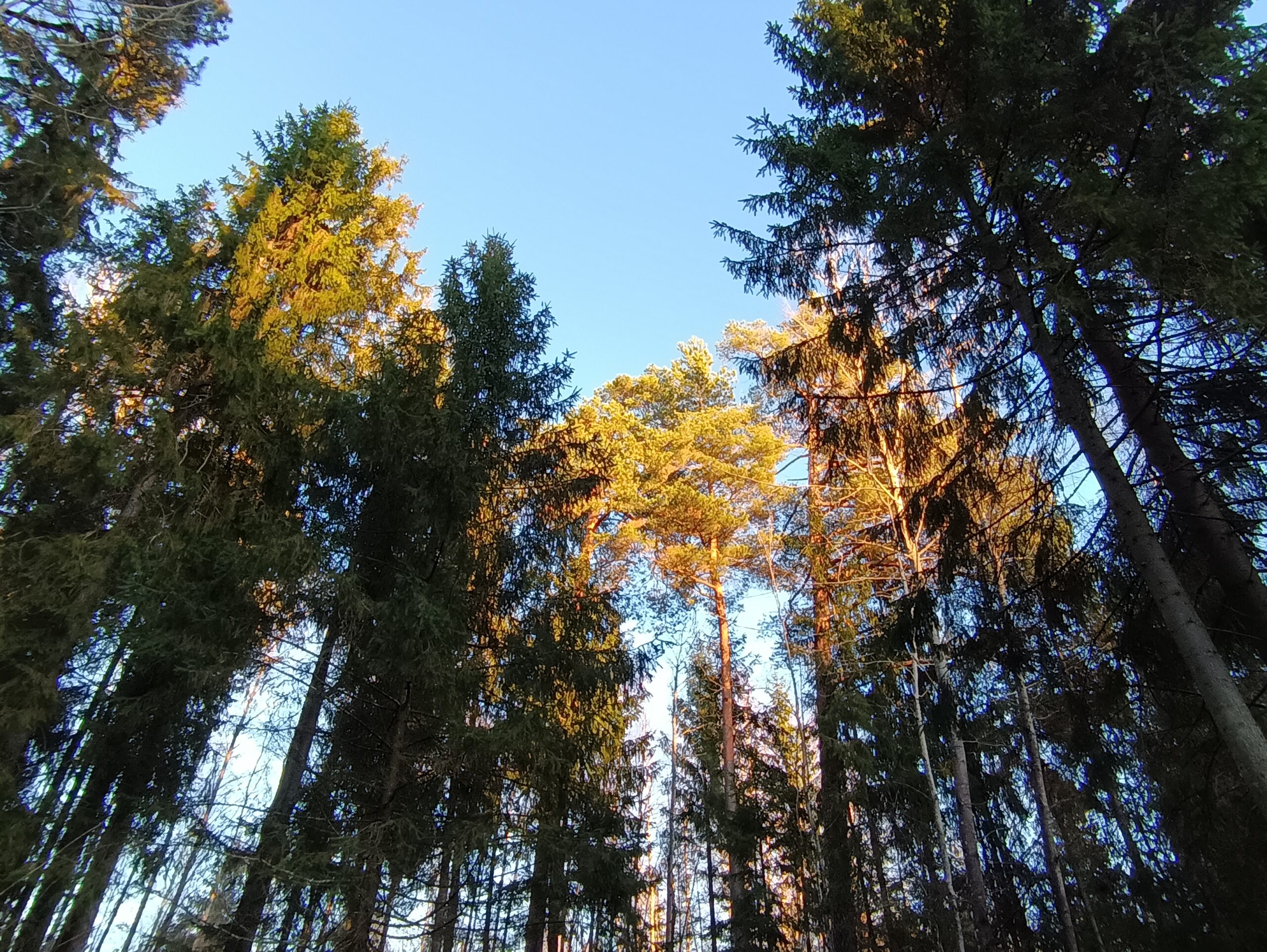 Tarp miško logikos ir žmogaus jausmo: kirtimų šešėliai Vaitaičių rojaus pušyne